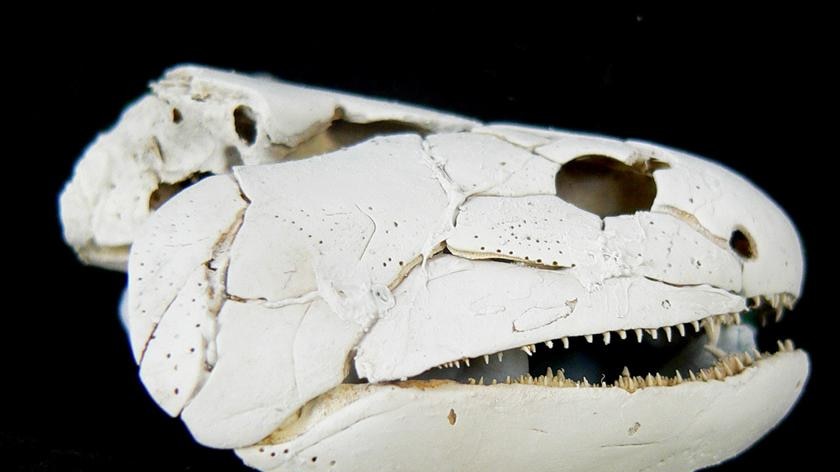Gogonasus andrewsae skull