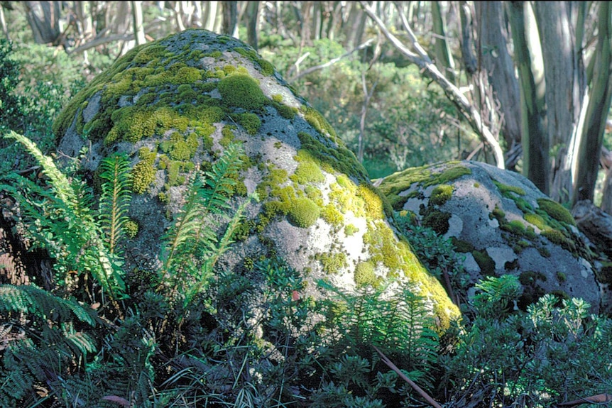 Mossy rocks at Mount Baw Baw.