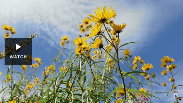 Bright yellow swamp sunflowers growing in a garden. Has Video.