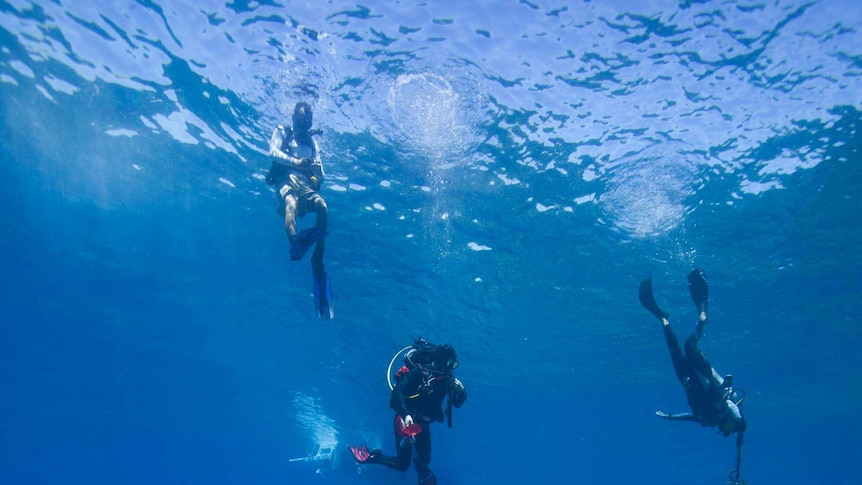 Three divers above a anchor sitting on a coral shelf