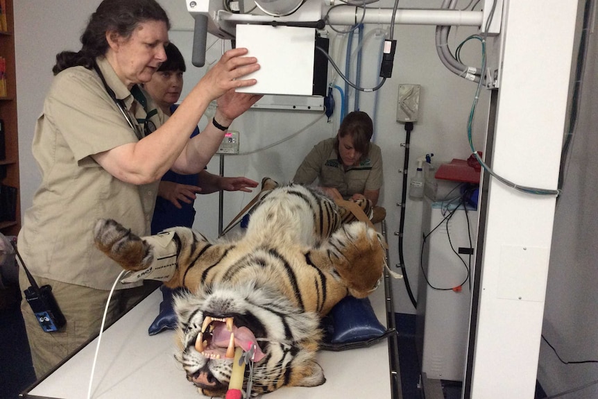 A woman positions a large electronic device over a bench where a tiger lays on its back.