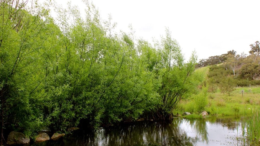 Willows growing in bank of pond of clear water at Braidwood, NSW
