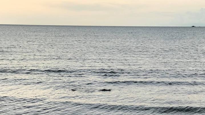 Crocodile swimming the ocean peeking head up