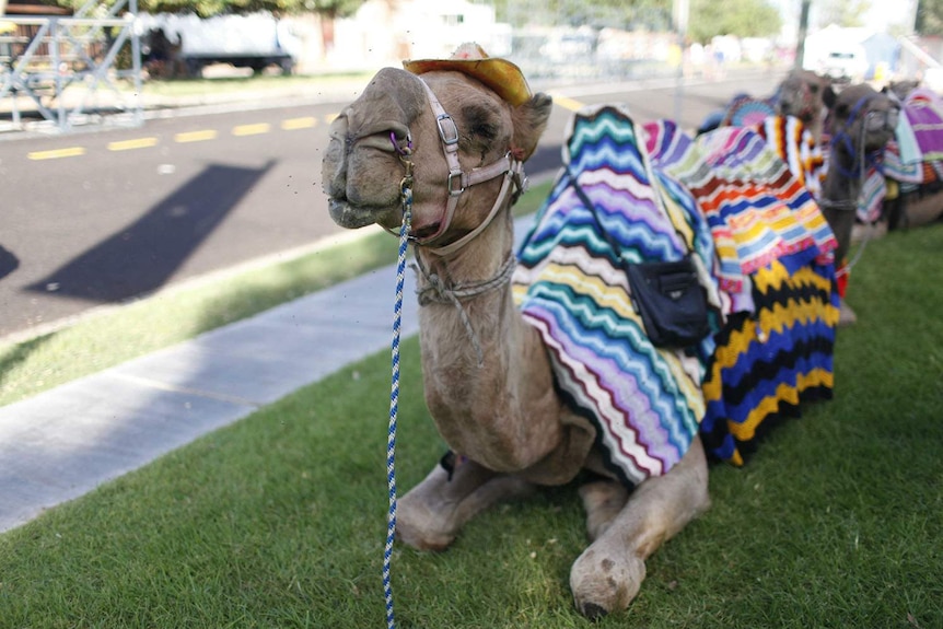 A group of camels dressed in hats and colourful blankets in the middle of Winton.