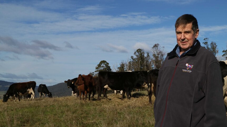 dairy farmer stands in front of a mob of dairy cows