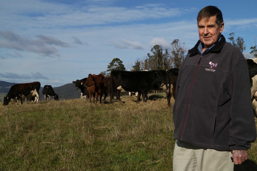 dairy farmer stands in front of a mob of dairy cows