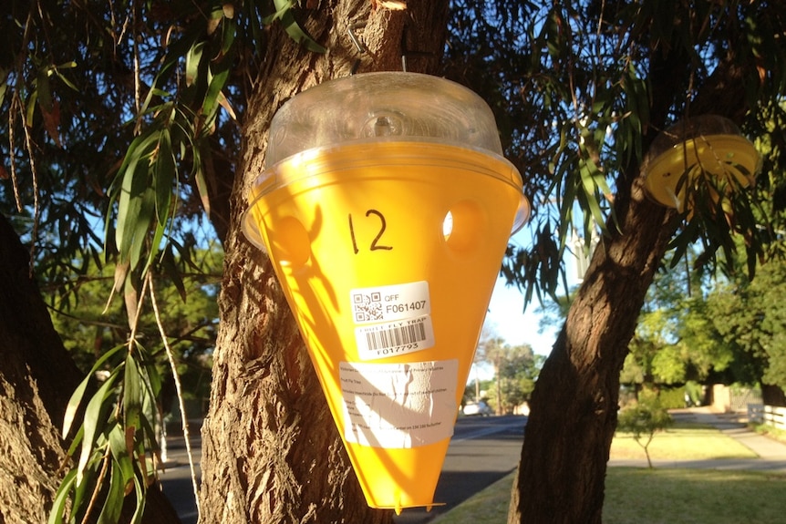  A yellow ice cream cone shaped trap for fruit fly hangs from a tree.