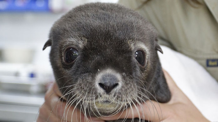 sea lion pup