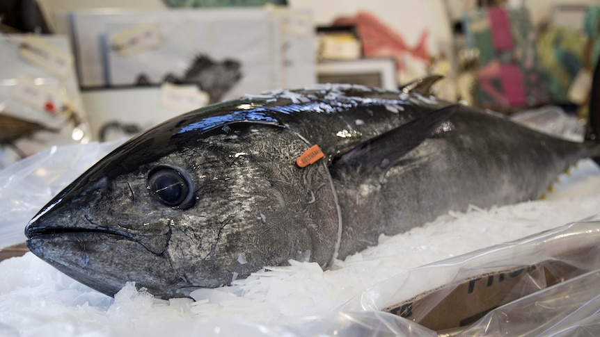 A dead Southern Bluefin tuna sits tagged and on ice