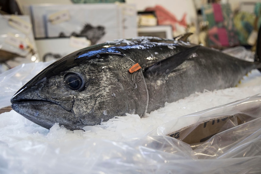 A dead Southern Bluefin tuna sits tagged and on ice