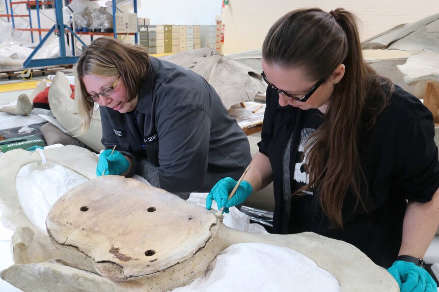 Gwynneth and Sarah use paint brushes to restore a piece of the whale's skeleton.