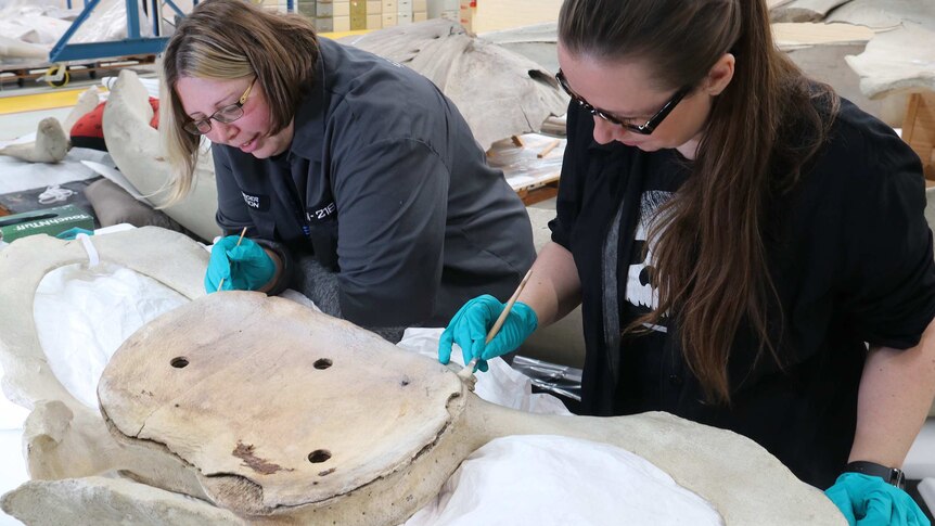 Gwynneth and Sarah use paint brushes to restore a piece of the whale's skeleton.
