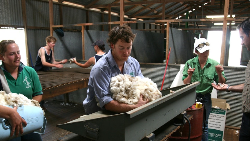 Wool clips were weighed