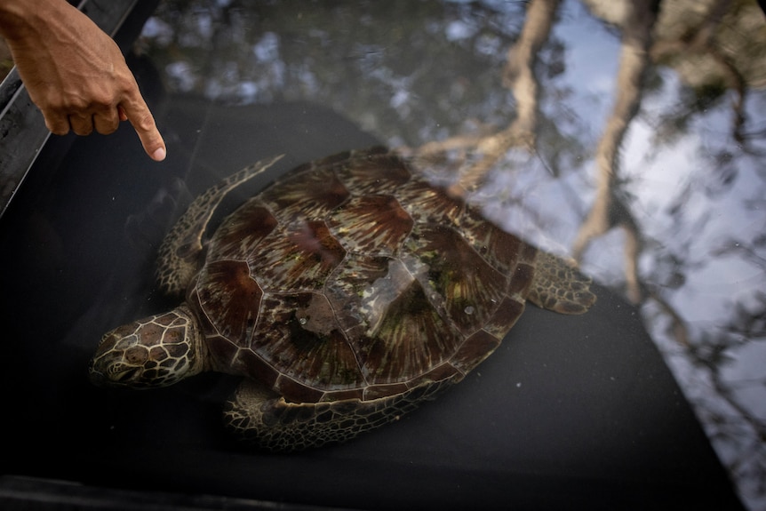 A finger points at a large turtle in shallow water. 