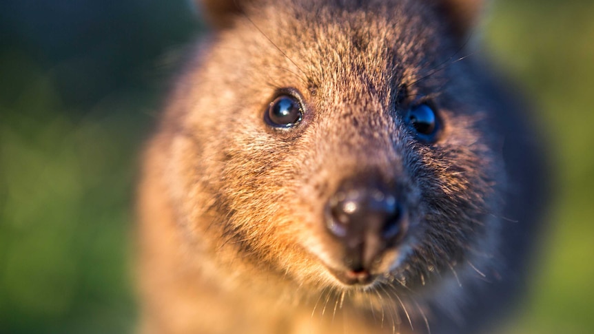 A close-up of a quokka's face.