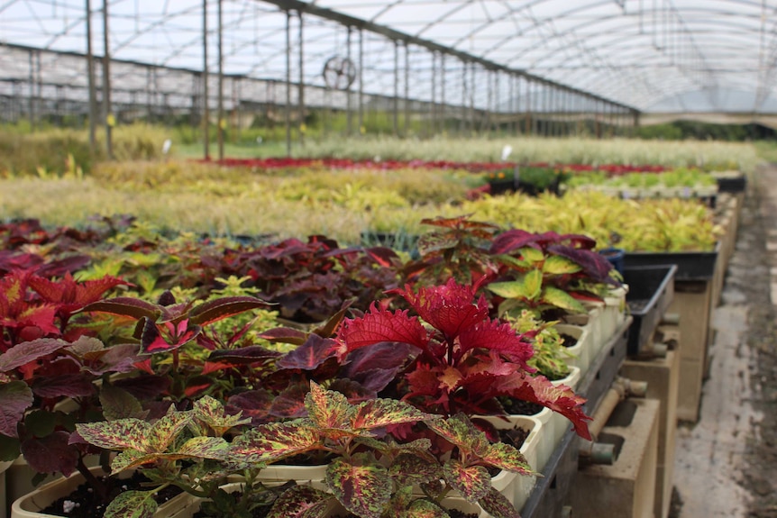 Red and green leafed plants in a nursery.
