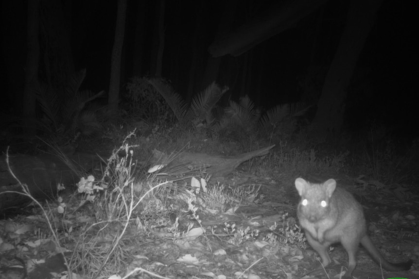 A night vision photo of a woylie, a small marsupial, looking directly at the camera.