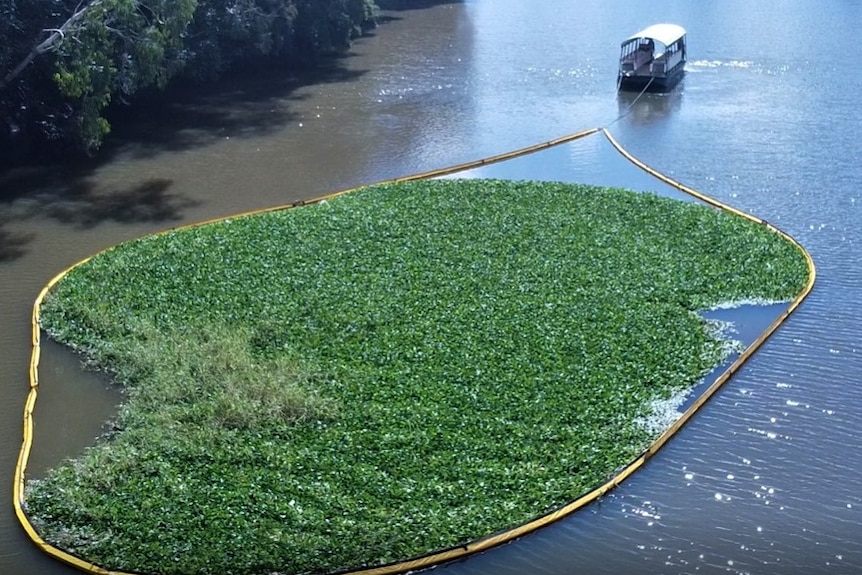 Small boat pulls a large spance of green floating weed along a river.