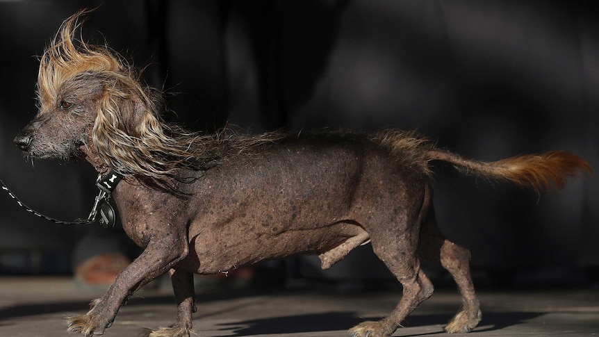 Himisaboo, a grey Chinese crested and dachshund mix, walks onstage during the World's Ugliest Dog Contest