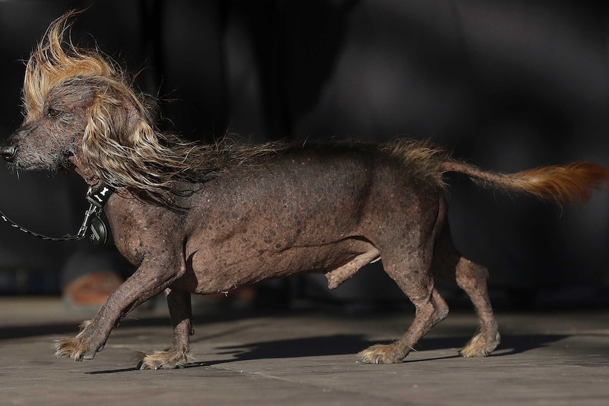 Himisaboo, a grey Chinese crested and dachshund mix, walks onstage during the World's Ugliest Dog Contest