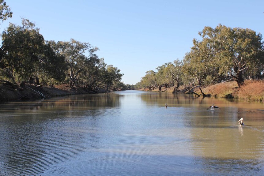 Река дарлинг полноводна. Дарлинг Австралия. Река Дарлинг. Река Дарлинг большой австралийский. Внутренние воды Австралии Дарлинг.
