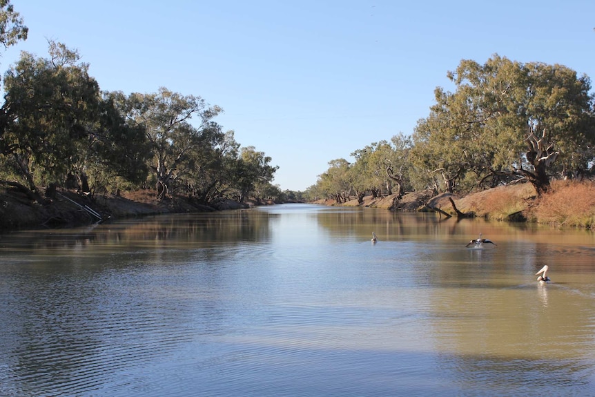 Pelicans on the Darling river.