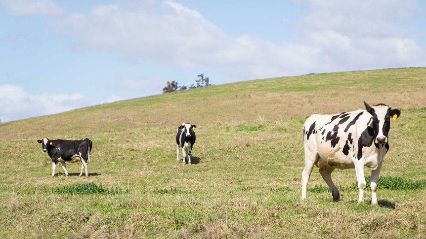 Three Holstein Friesian cows stand in a paddock.