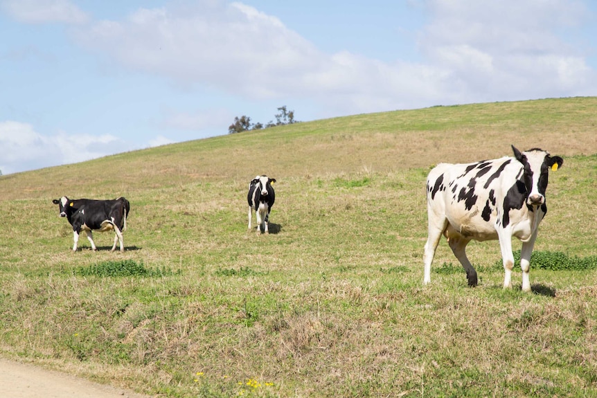 Three Holstein Friesian cows stand in a paddock.