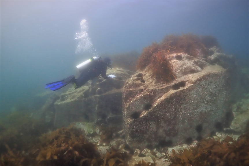 A diver near a rocky reef with sea urchins.