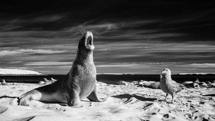 Antarctic photographic exhibition - The Sealion and the Skua