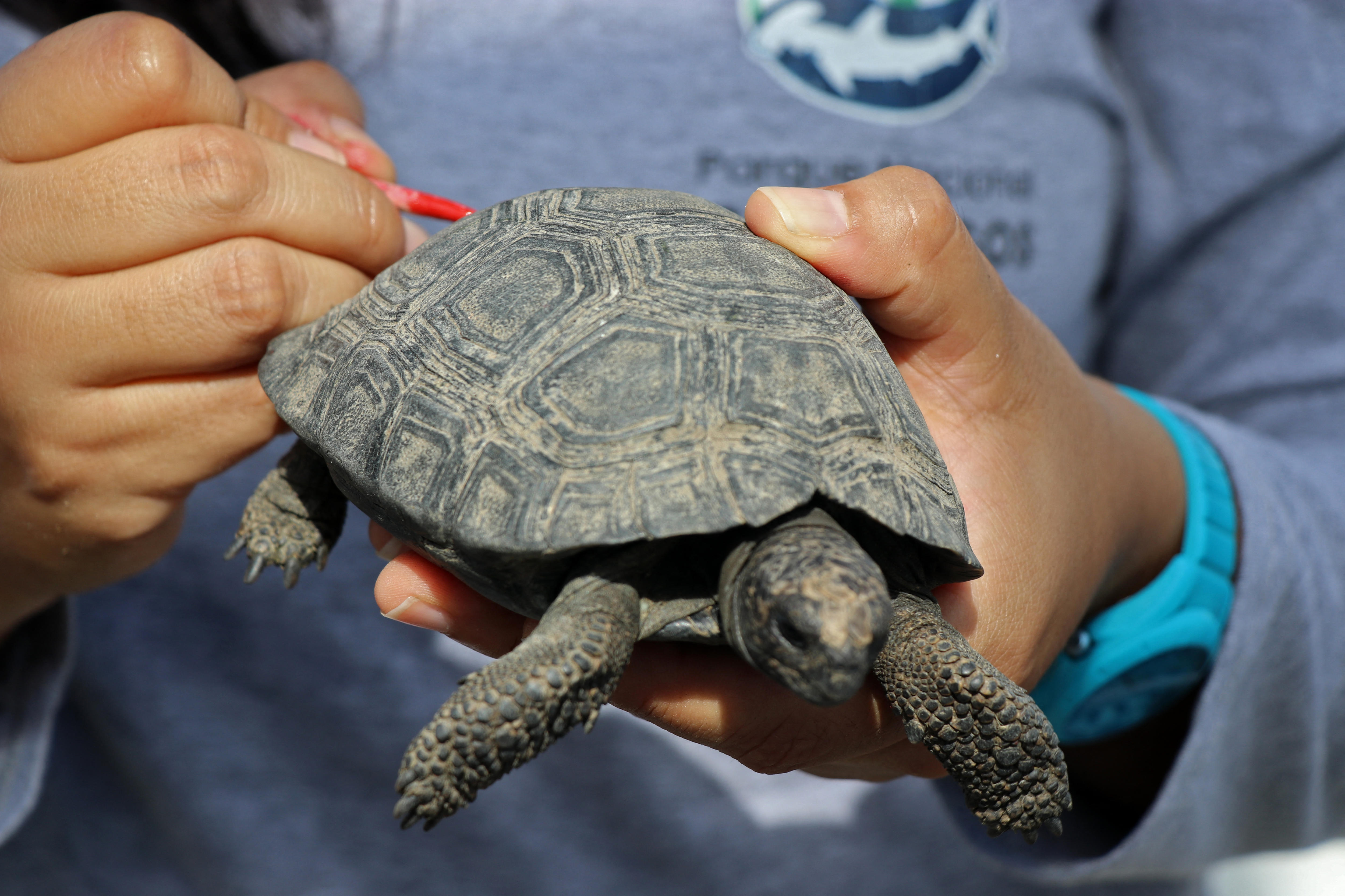 A close-up of a tortoise found in a suitcase.