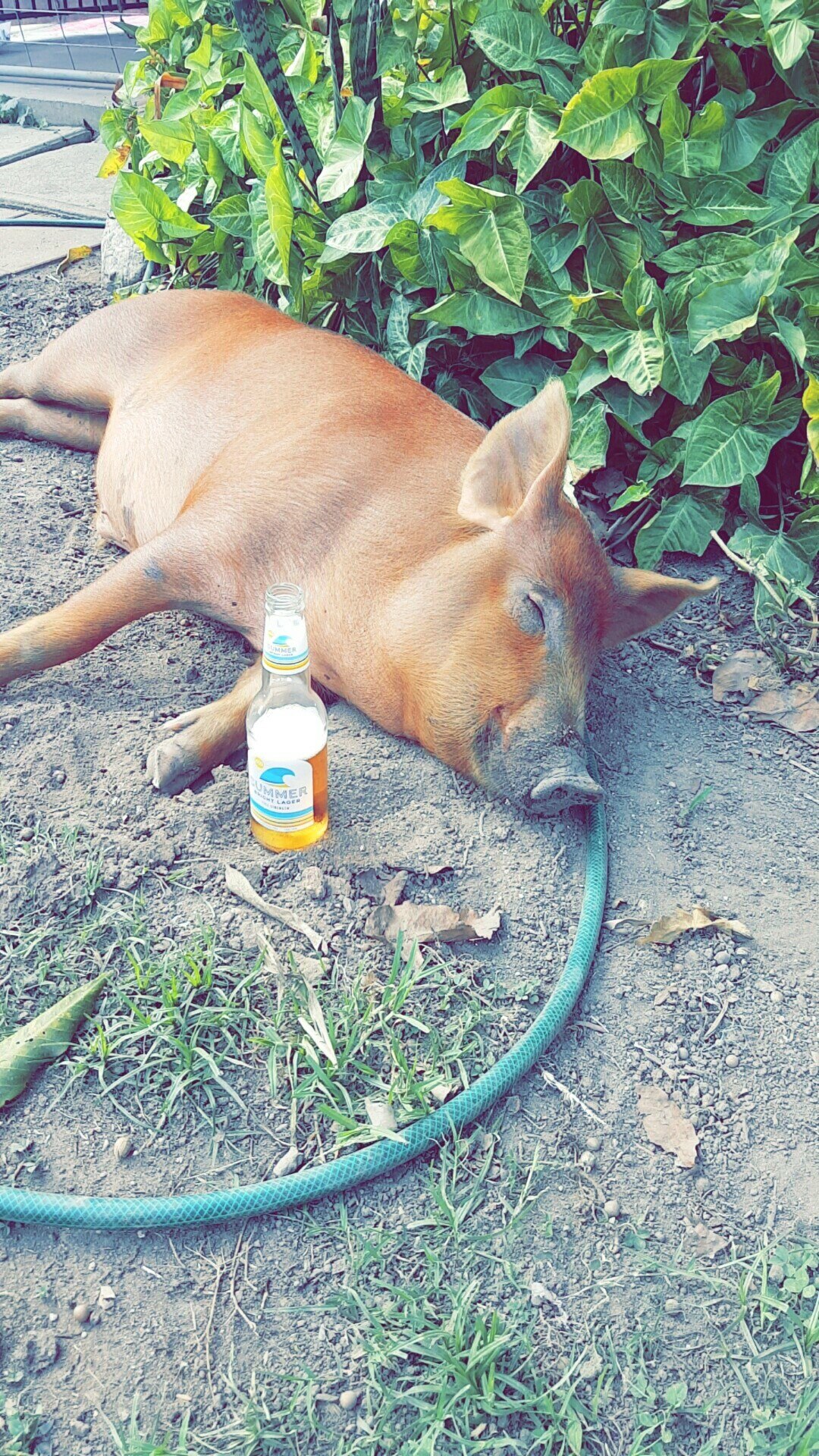 Пьяная свинья краснодар фото Ответы : Что за чувак "Фото"