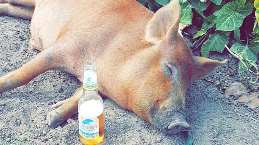Red-haired pig sleeps beside a beer bottle