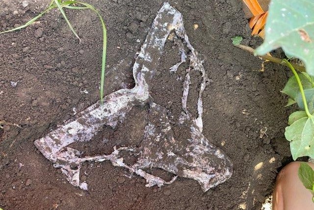 A semi decayed pair of white cotton underwear have been dug up and sit in a patch of dirt. The crotch, band and stitching remain