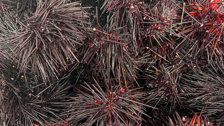 Close up of long-spined sea urchin.