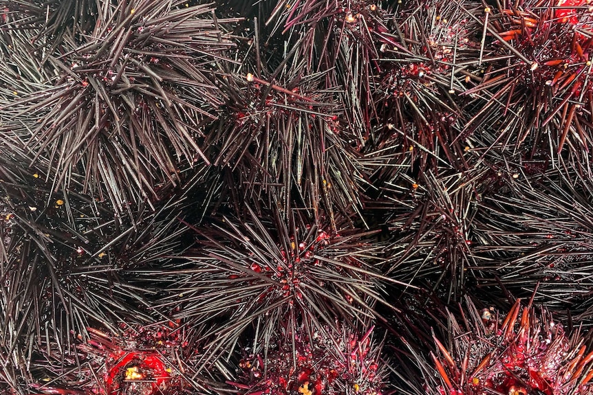 Close up of long-spined sea urchin.