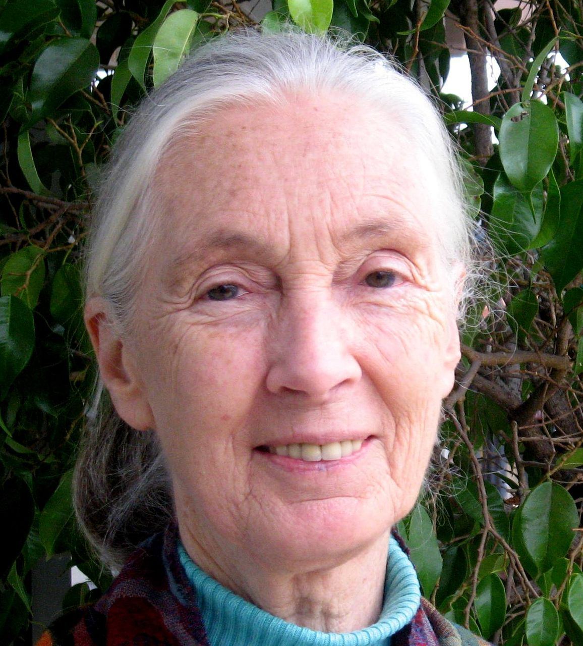 Jane Goodall's ground-breaking work with chimpanzees episode artwork