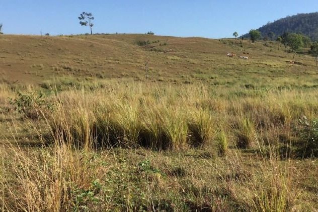 paddock with giant rat's tail grass