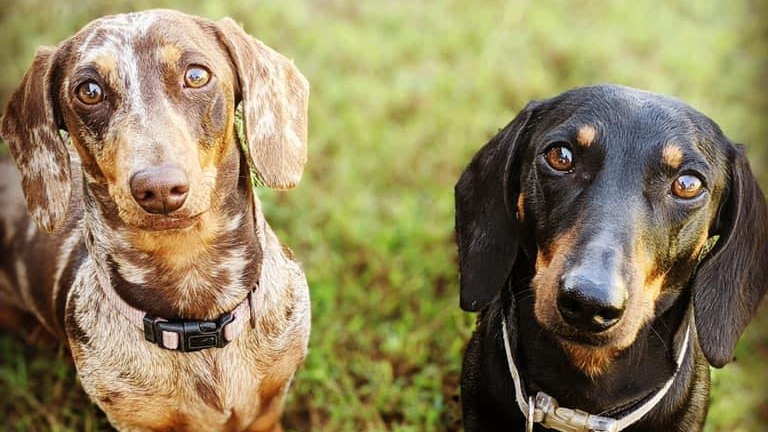 Two dachshunds standing on grass