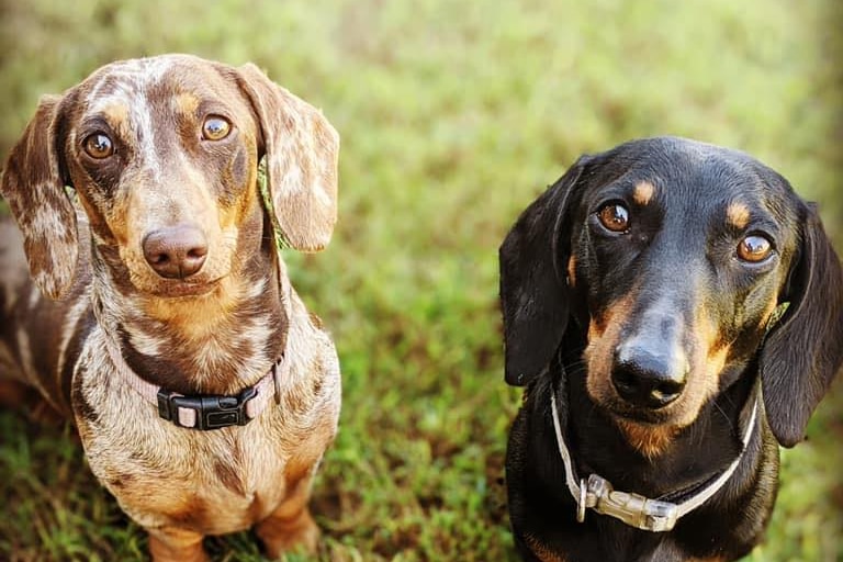 Two dachshunds standing on grass