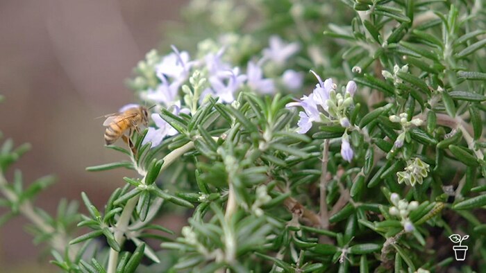 Bee sitting on the flower of a Rosemary bush.