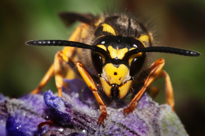 A European wasp