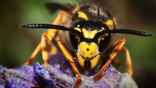 A European wasp
