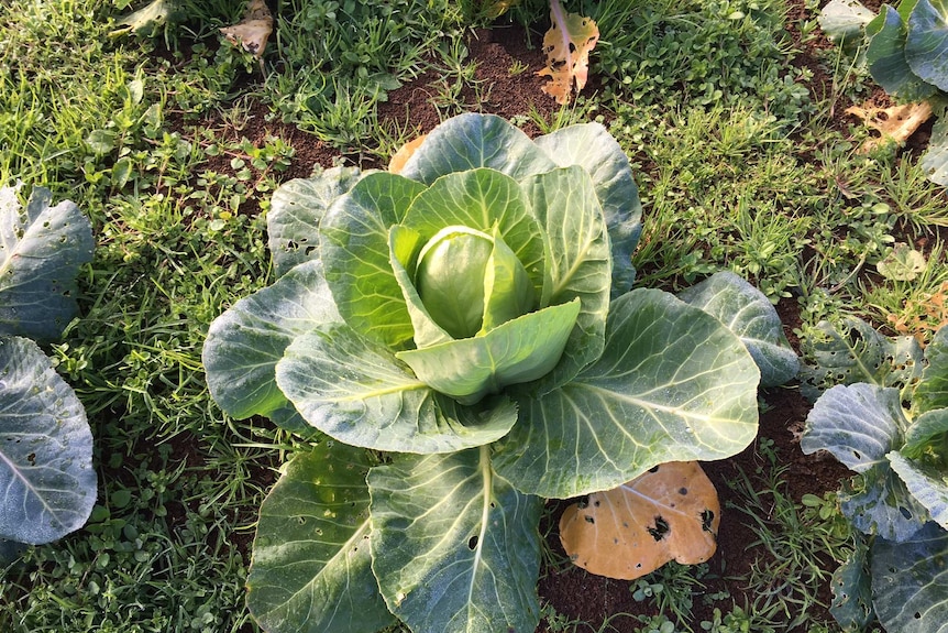 Small cauliflower in garden