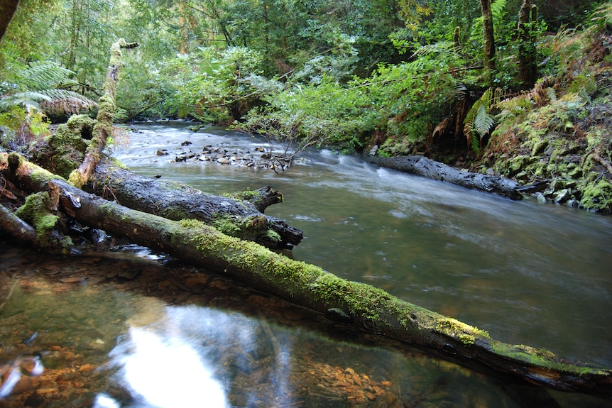 A stream in Tasmania's Tarkine wilderness.