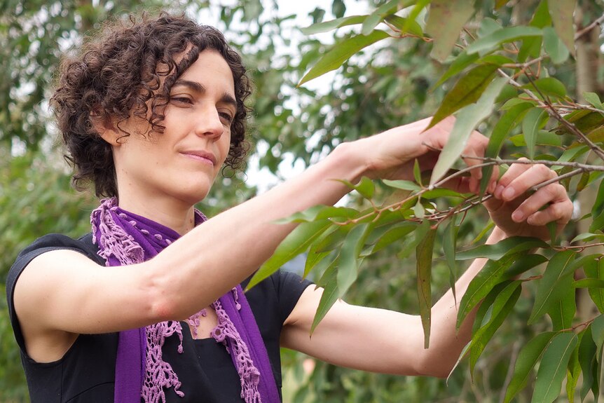 Dr Marta Yebra collects eucalypt leaves from a tree.