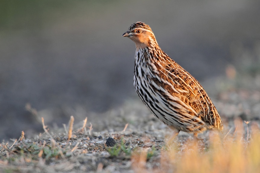 A small brown bird stands in short grass