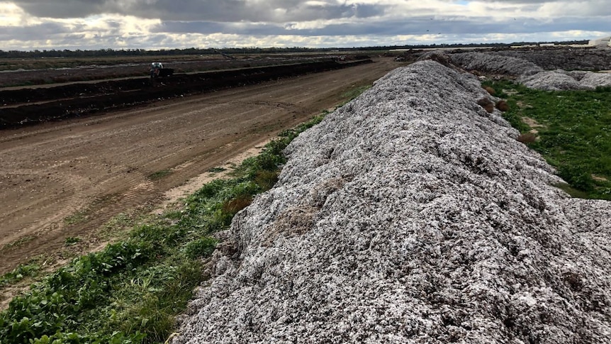 A long mound of white and brown fluffy cotton waste in a field.