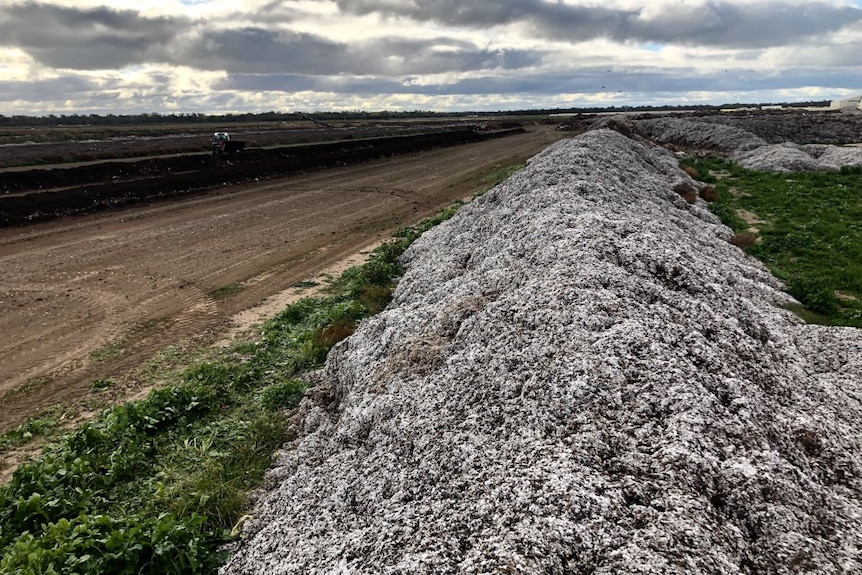 A long mound of white and brown fluffy cotton waste in a field.