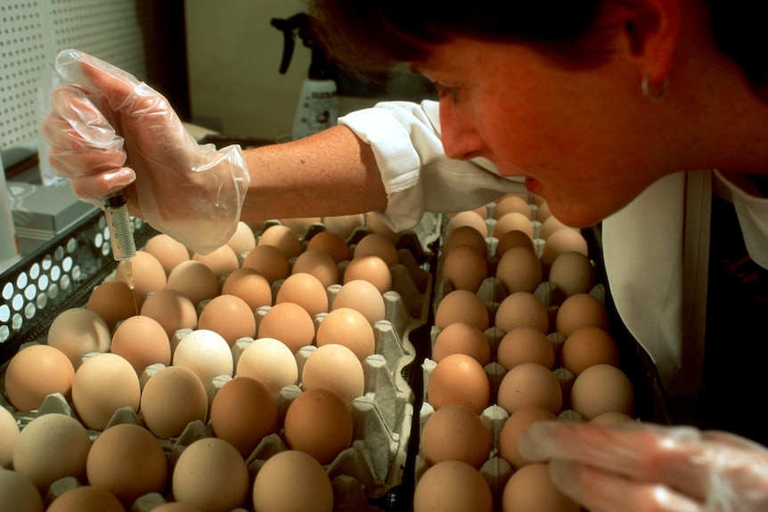 A woman injecting eggs with a syringe